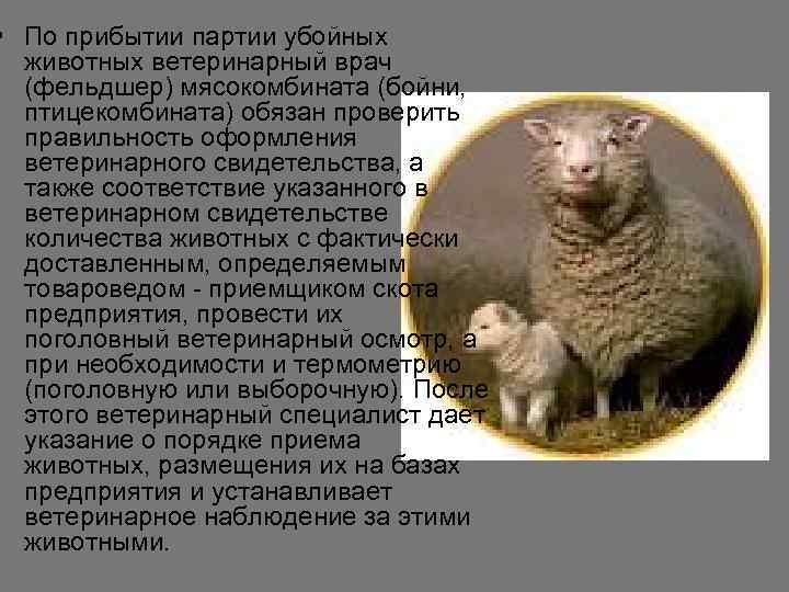  • По прибытии партии убойных  животных ветеринарный врач  (фельдшер) мясокомбината (бойни,