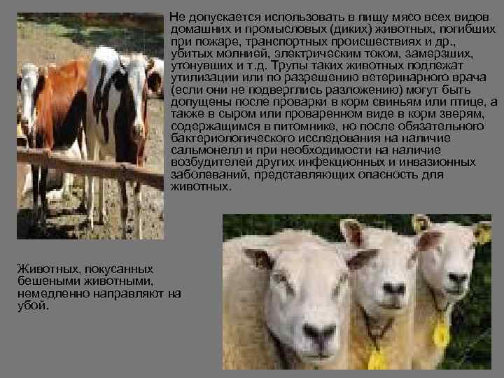      Не допускается использовать в пищу мясо всех видов 