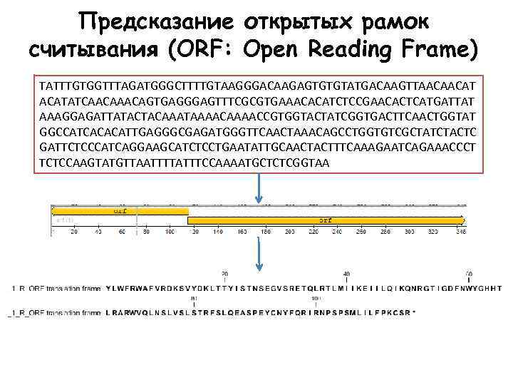 Предсказание открытых рамок считывания (ORF: Open Reading Frame) TATTTGTGGTTTAGATGGGCTTTTGTAAGGGACAAGAGTGTGTATGACAAGTTAACAACATATCAACAGTGAGGGAGTTTCGCGTGAAACACATCTCCGAACACTCATGATTAT AAAGGAGATTATACTACAAATAAAACCGTGGTACTATCGGTGACTTCAACTGGTAT GGCCATCACACATTGAGGGCGAGATGGGTTCAACTAAACAGCCTGGTGTCGCTATCTACTC GATTCTCCCATCAGGAAGCATCTCCTGAATATTGCAACTACTTTCAAAGAATCAGAAACCCT TCTCCAAGTATGTTAATTTTATTTCCAAAATGCTCTCGGTAA 
