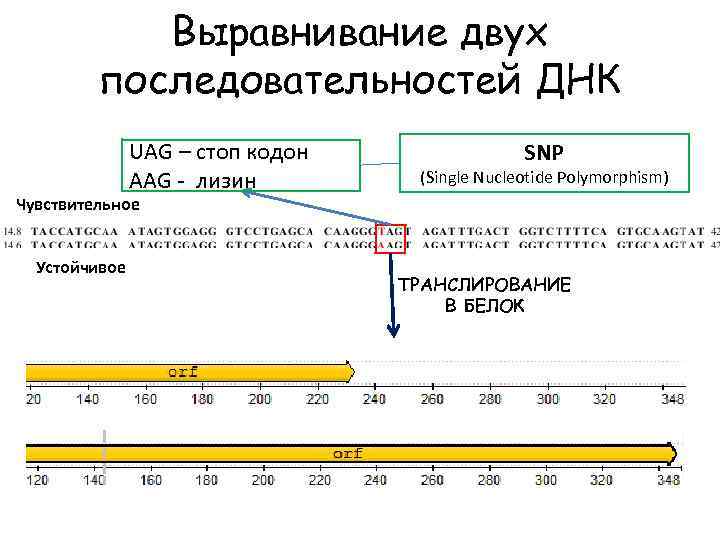 Выравнивание двух последовательностей ДНК UAG – стоп кодон AAG - лизин SNP (Single Nucleotide