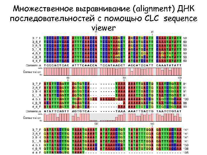 Множественное выравнивание (alignment) ДНК последовательностей с помощью CLC sequence viewer 