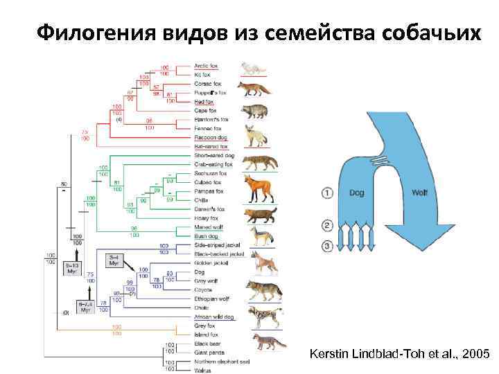 Филогения млекопитающих схема