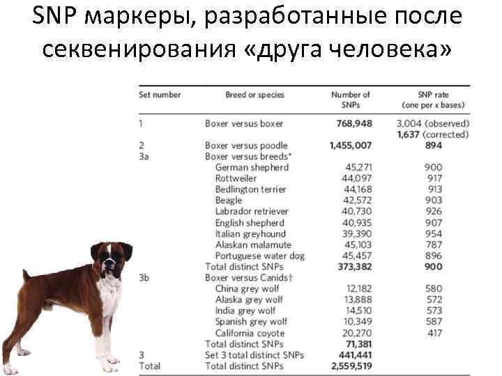 SNP маркеры, разработанные после секвенирования «друга человека» 