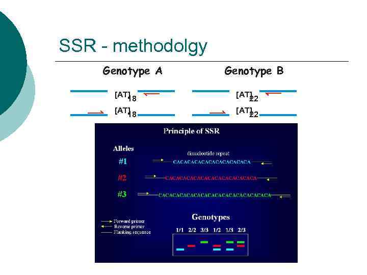 SSR - methodolgy Genotype A Genotype B  [AT]   18  