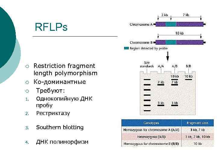  RFLPs  ¡  Restriction fragment length polymorphism ¡  Ко-доминантные ¡ Требуют: