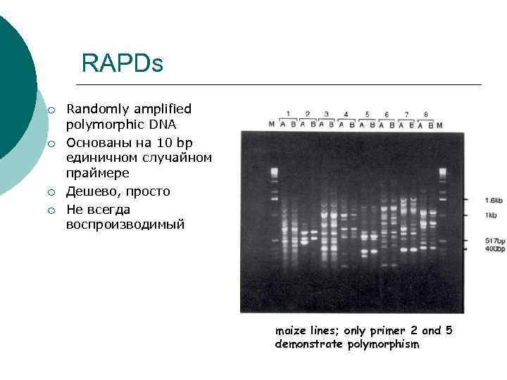  RAPDs ¡  Randomly amplified polymorphic DNA ¡  Основаны на 10 bp