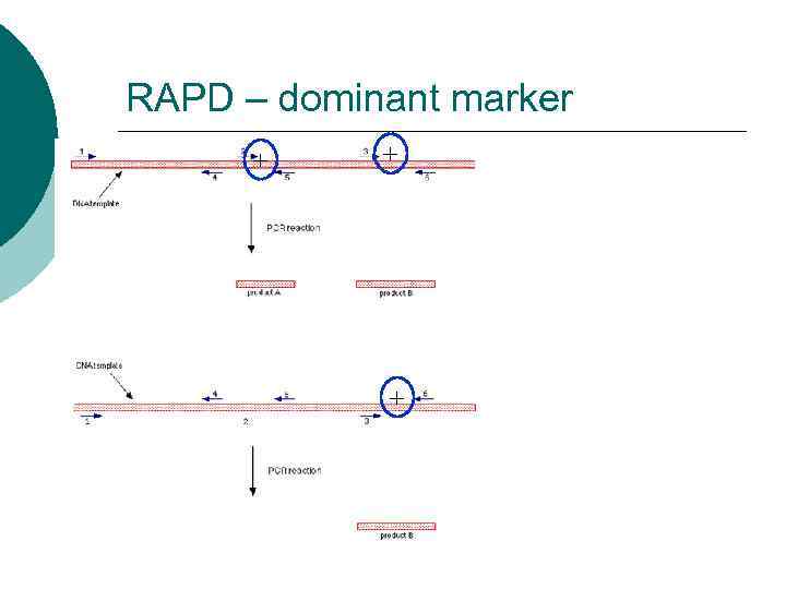 RAPD – dominant marker  + +   + 