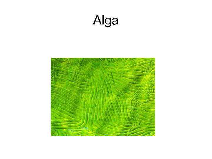 Alga 