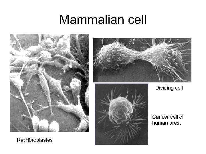     Mammalian cell       Dividing cell