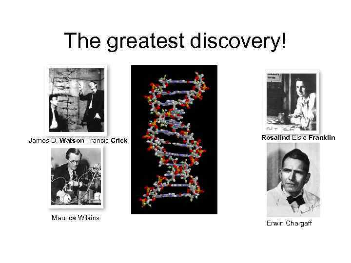    The greatest discovery!  James D. Watson Francis Crick  Rosalind