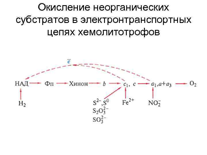   Окисление неорганических субстратов в электронтранспортных  цепях хемолитотрофов 