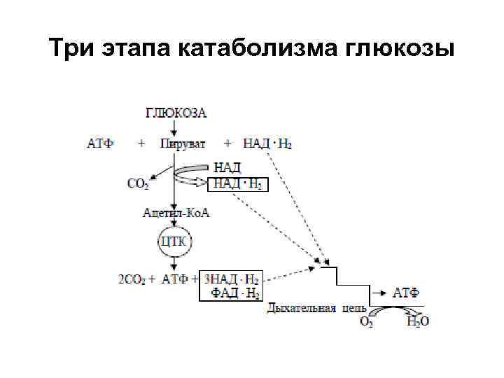 Анаэробное дыхание схема