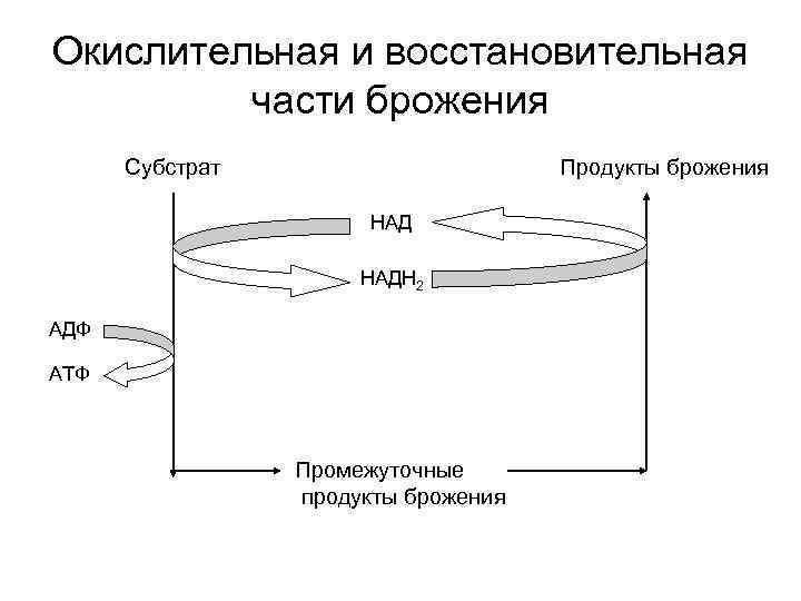 Типы обмена веществ анаэробный. Метаболизм микроорганизмов схема. Схема обмена веществ у бактерий. Схема метаболизма бактерий. Окислительный метаболизм.