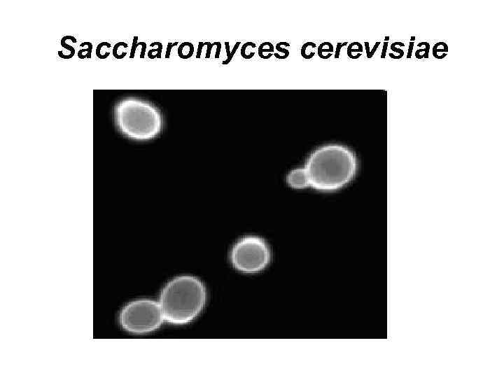 Saccharomyces cerevisiae 