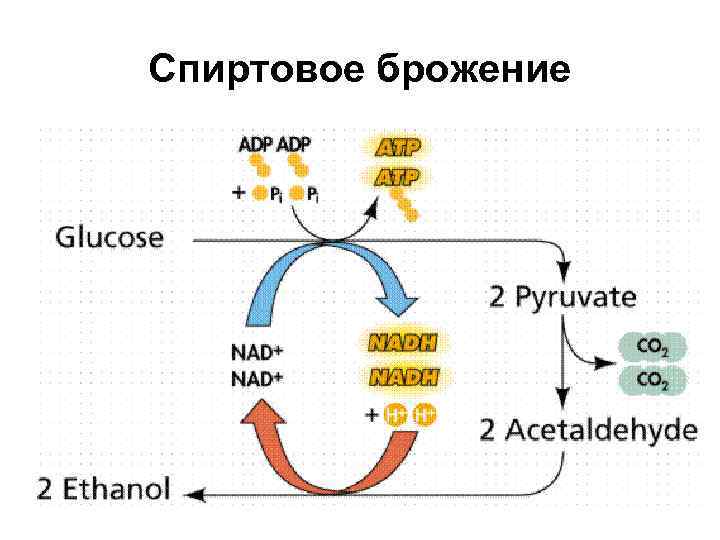 Спиртовое брожение 