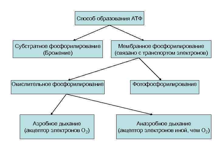     Способ образования АТФ Субстратное фосфорилирование  Мембранное фосфорилирование  (Брожение)