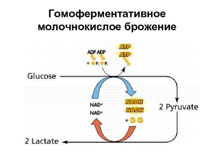  Гомоферментативное молочнокислое брожение 