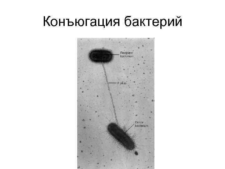 Генетика микроорганизмов микробиология презентация