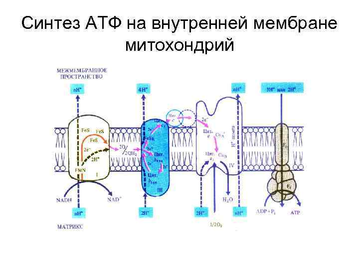 Синтез АТФ на внутренней мембране митохондрий 