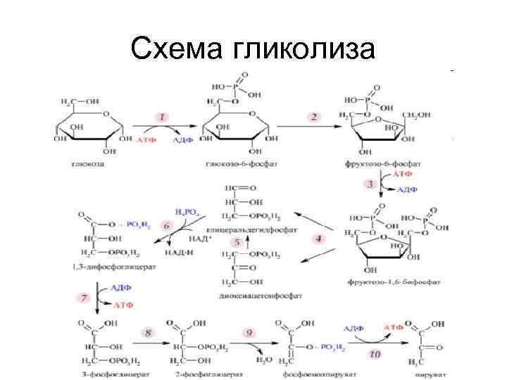 Аэробный гликолиз схема