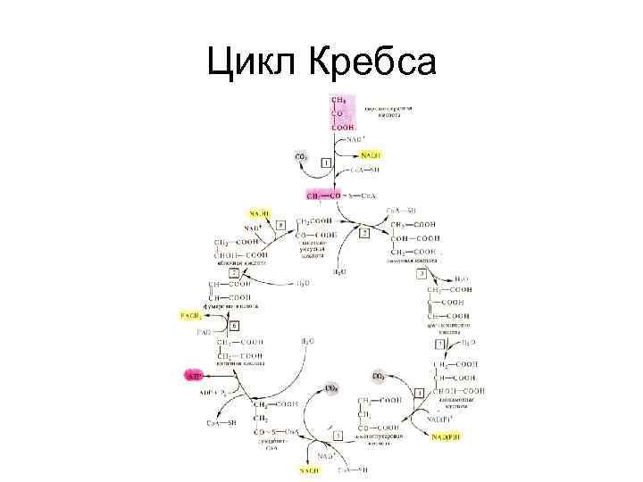 Цикл Кребса 