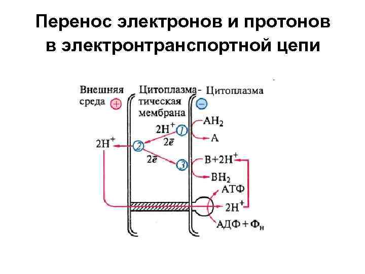 Цепь переноса электронов