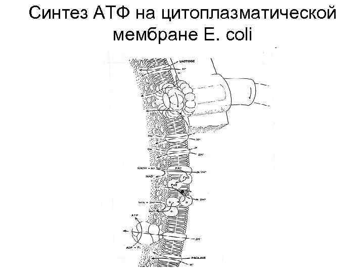 Синтез АТФ на цитоплазматической   мембране E. coli 