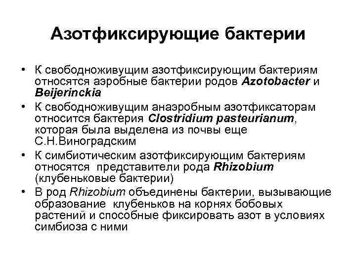   Азотфиксирующие бактерии • К свободноживущим азотфиксирующим бактериям  относятся аэробные бактерии родов