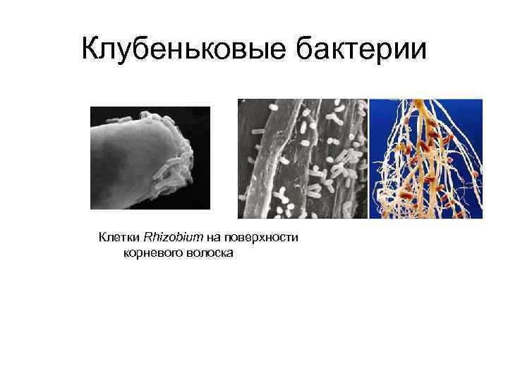 Клубеньковые бактерии Клетки Rhizobium на поверхности корневого волоска 