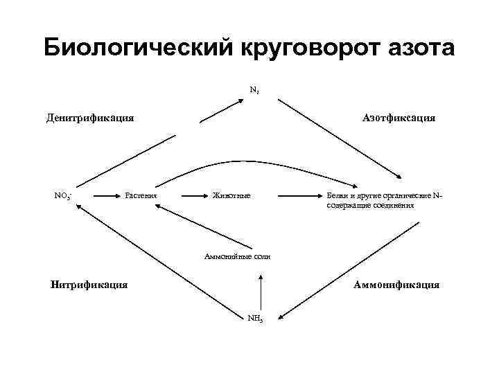 Биологический круговорот азота       N 2 Денитрификация  