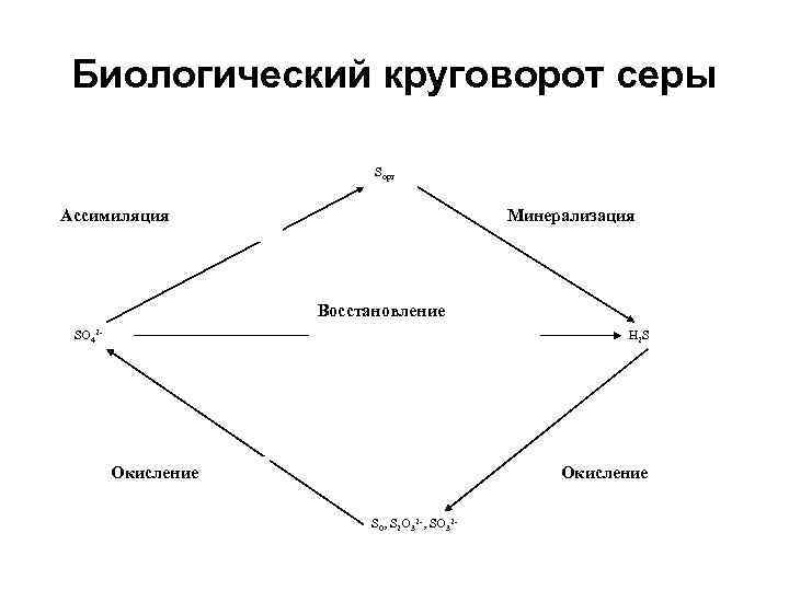  Биологический круговорот серы     Sорг Денитрификация Ассимиляция   