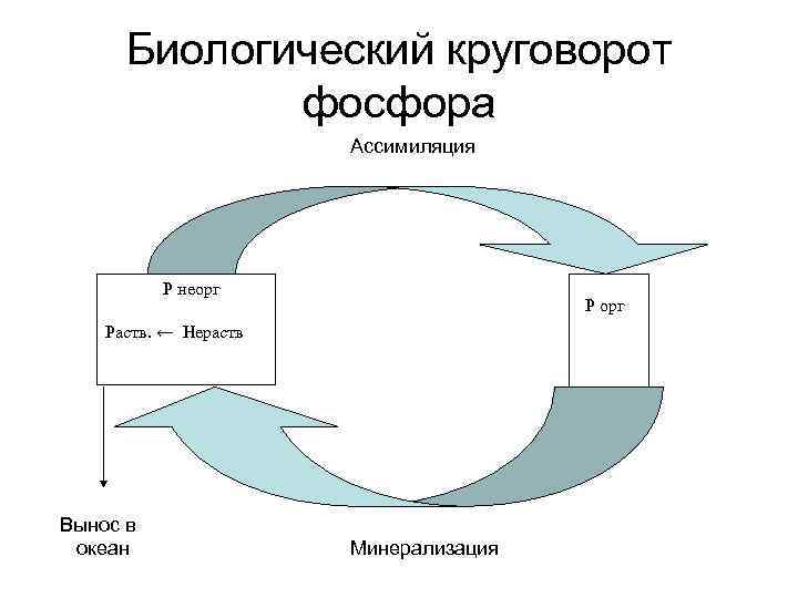  Биологический круговорот   фосфора    Ассимиляция    Р