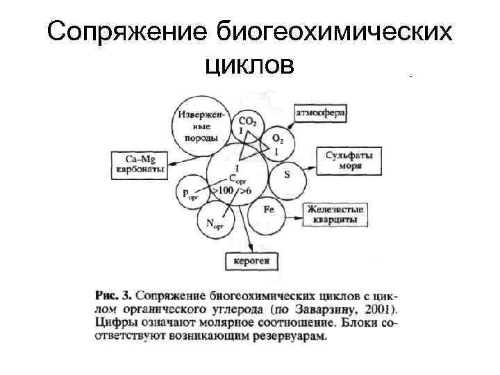 Биогеохимическая деятельность микроорганизмов презентация