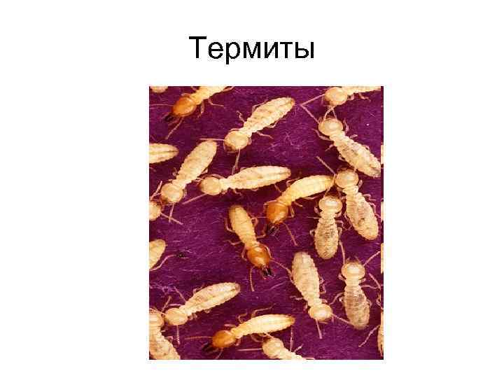 Термиты 