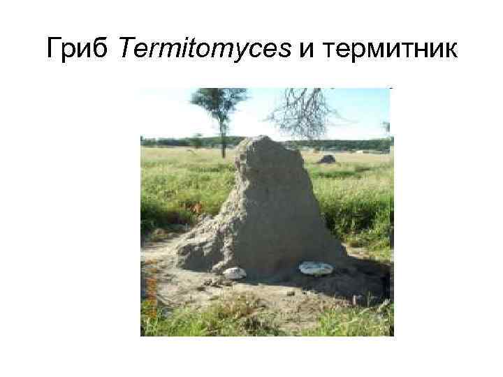 Гриб Termitomyces и термитник 