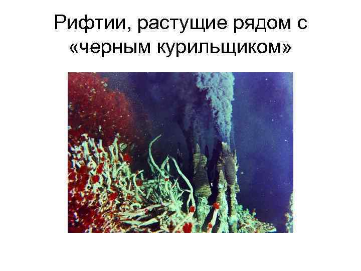 Рифтии, растущие рядом с  «черным курильщиком» 