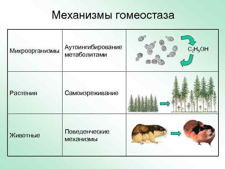   Механизмы гомеостаза    Аутоингибирование  C 2 H 5 OH