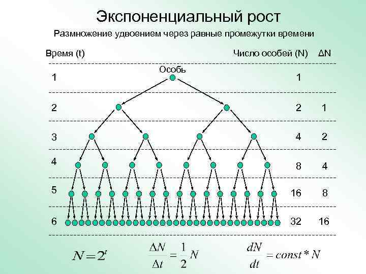   Экспоненциальный рост Размножение удвоением через равные промежутки времени Время (t)  