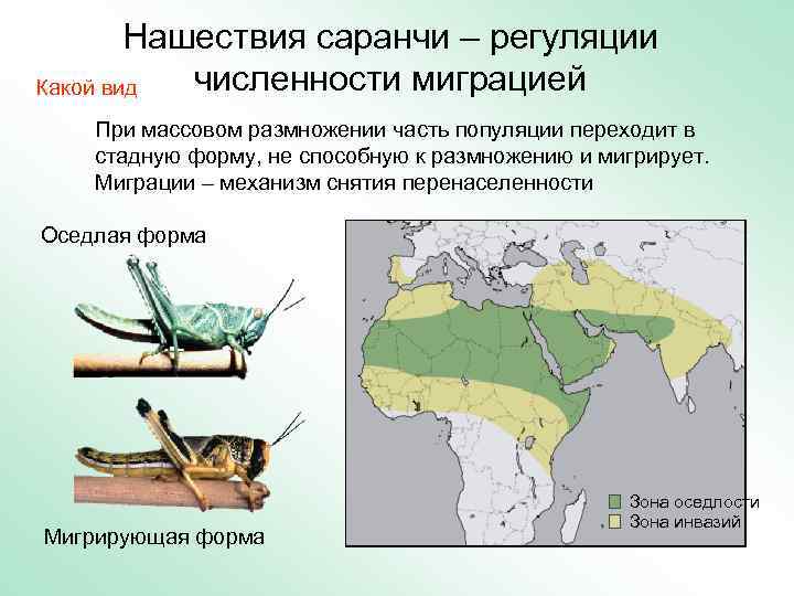   Нашествия саранчи – регуляции Какой вид численности миграцией При массовом размножении часть