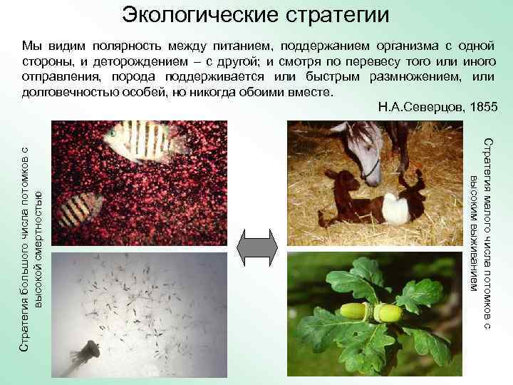        Экологические стратегии Мы видим полярность между питанием,