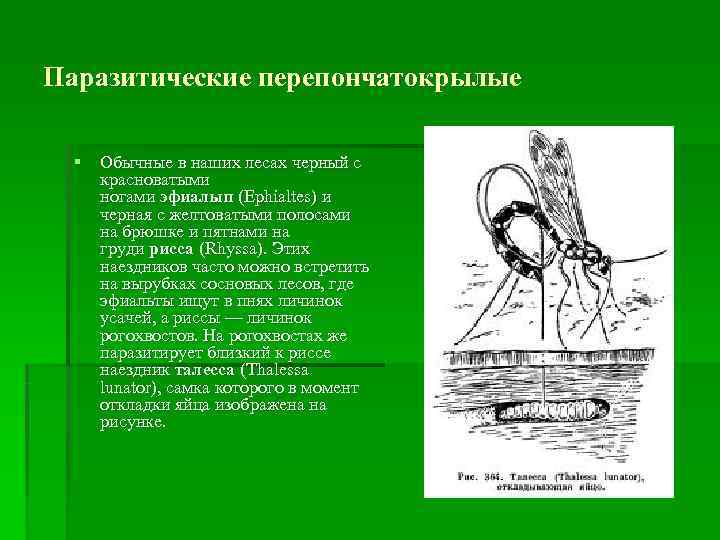 Паразитические перепончатокрылые  § Обычные в наших лесах черный с красноватыми ногами эфиалып (Ephialtes)