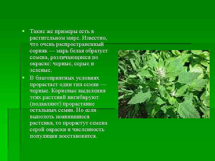 § Такие же примеры есть в  растительном мире. Известно, что очень распространенный 