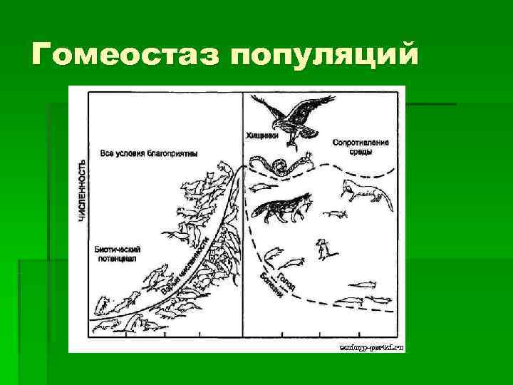 Гомеостаз экосистемы презентация