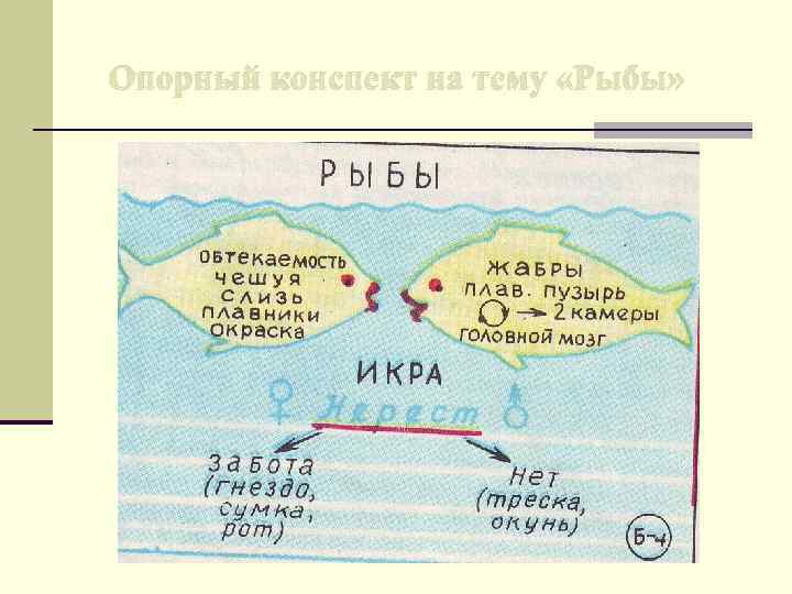 Опорный конспект на тему «Рыбы» 