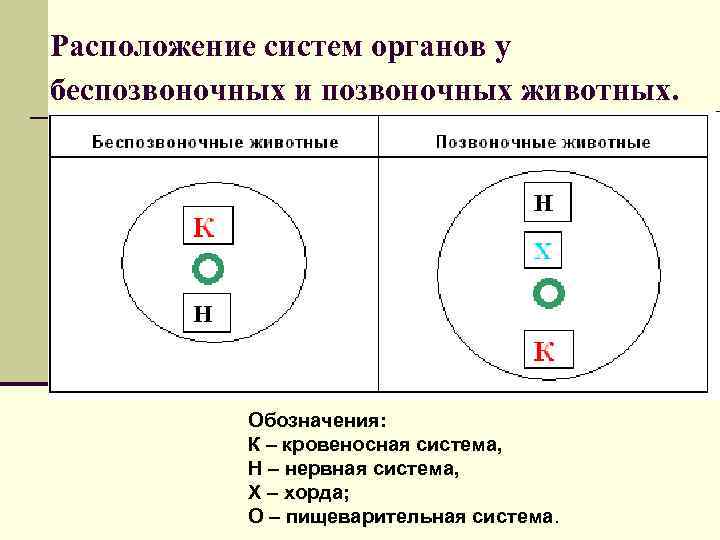 Расположение систем органов у беспозвоночных и позвоночных животных. Обозначения: К – кровеносная система, Н