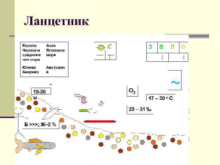 Ланцетник 