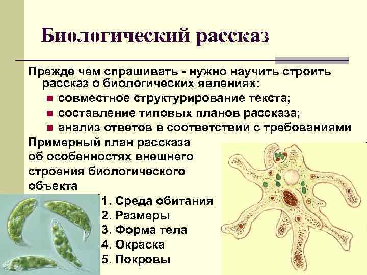 Биологический рассказ Прежде чем спрашивать - нужно научить строить рассказ о биологических явлениях: n