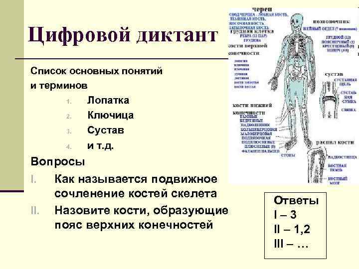 Цифровой диктант Список основных понятий и терминов 1. 2. 3. 4. Лопатка Ключица Сустав