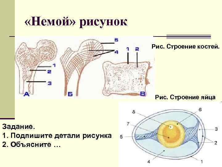  «Немой» рисунок Рис. Строение костей. Рис. Строение яйца Задание. 1. Подпишите детали рисунка