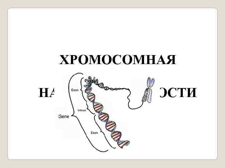  ХРОМОСОМНАЯ ТЕОРИЯ НАСЛЕДСТВЕННОСТИ 